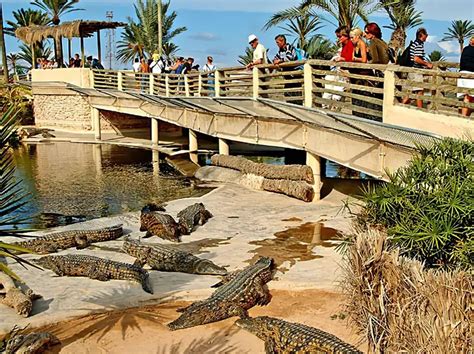 Tips for Visiting Djerba Crocodile Park