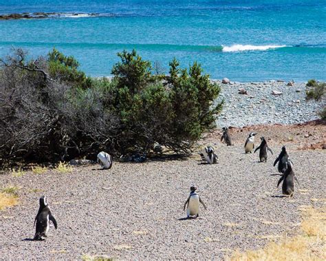 Tips for Visiting Punta Tombo