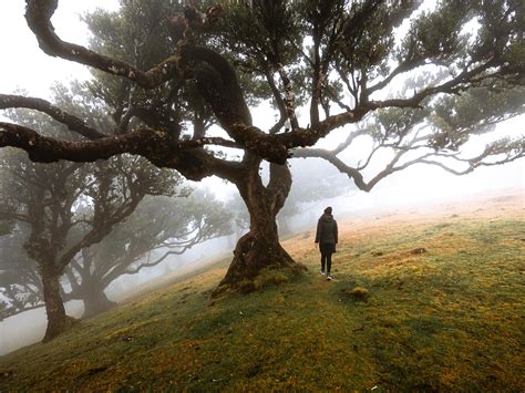 Tips for Visiting the Fanal Forest