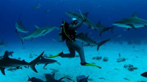 Tips for a Safe and Enjoyable Shark Tour