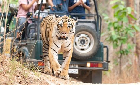 Tips for an Unforgettable Safari