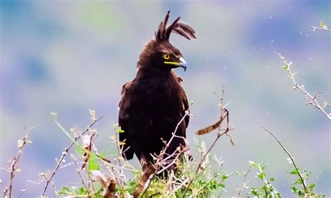 Tips for Planning Rwanda Bird Watching