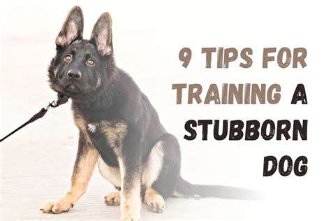 Stop dog jumping and dog training tips stubborn CHECK THE PICTURE for