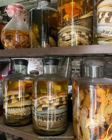 Tips for visiting snake village