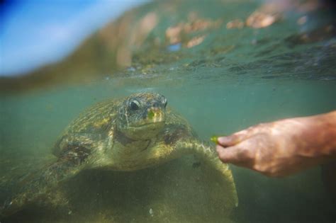 Tips to Maximize Turtle Tour