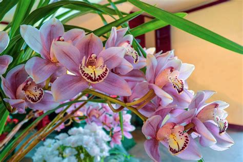Tipuri De Orhidee Cymbidium