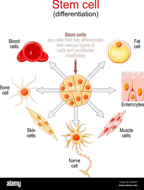Tissue Differentiation