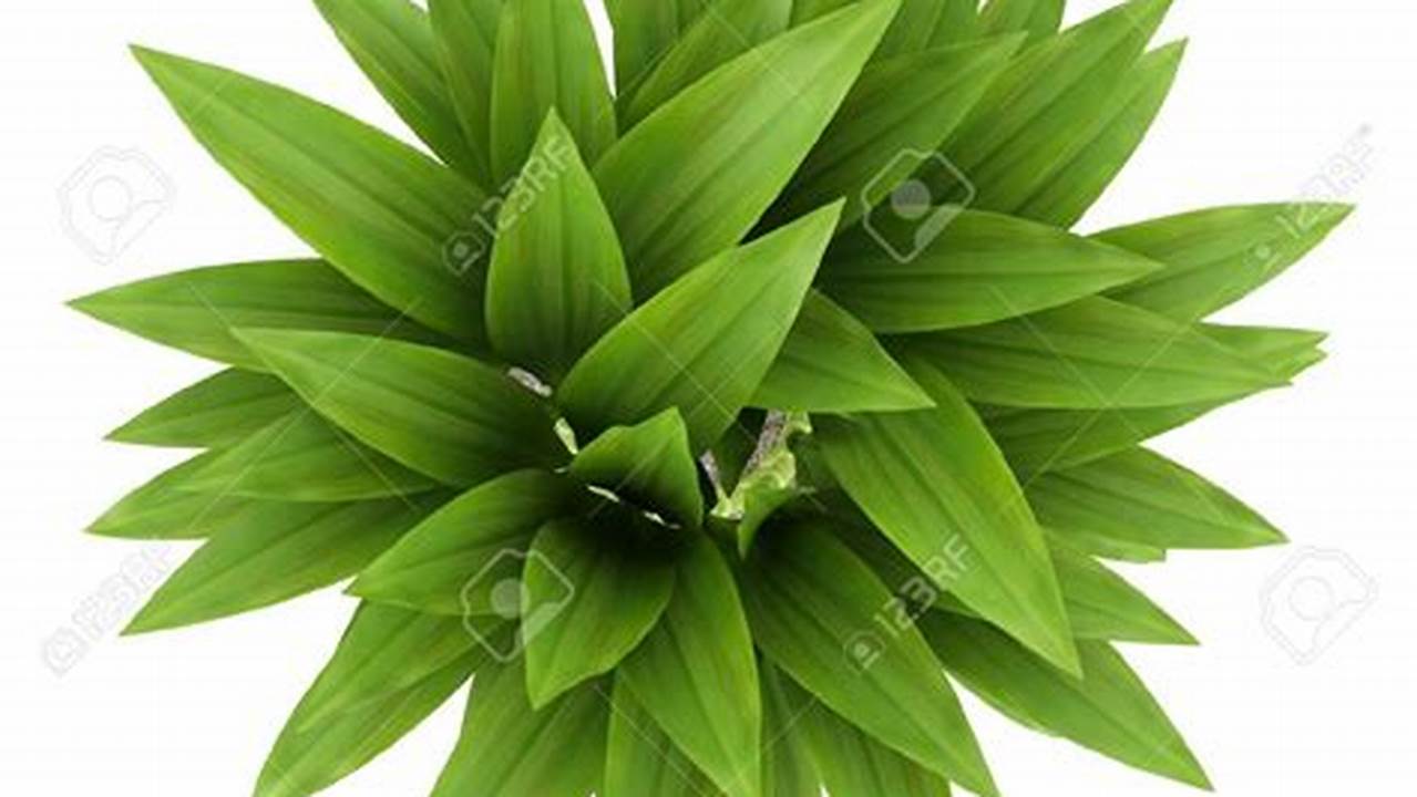 To View The Full Png Size Resolution Click., Images