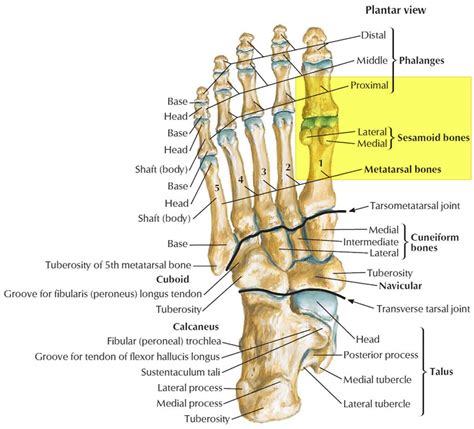 Toe Bones: Function, Disorders & Relief