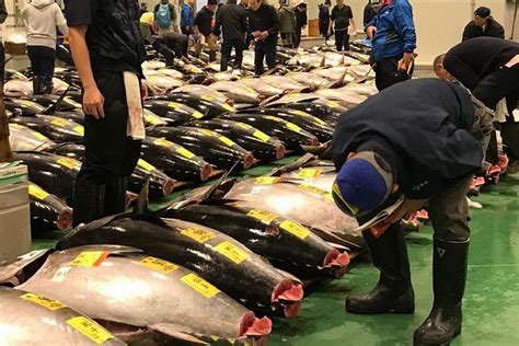 Tokyo Fish Auction