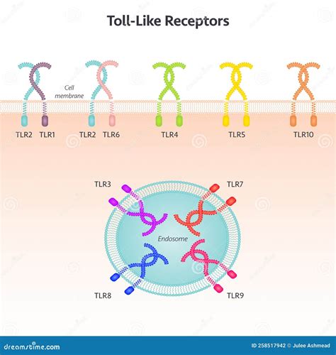 Discover the Power of Toll-Like Receptors with Our Interactive Animation Guide
