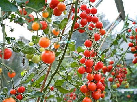 10 Tomatoes for Small Spaces Harvest to Table
