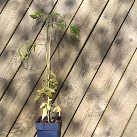 How to fix tall, thin and leggy Tomato Plants in 2020 Tomato plants