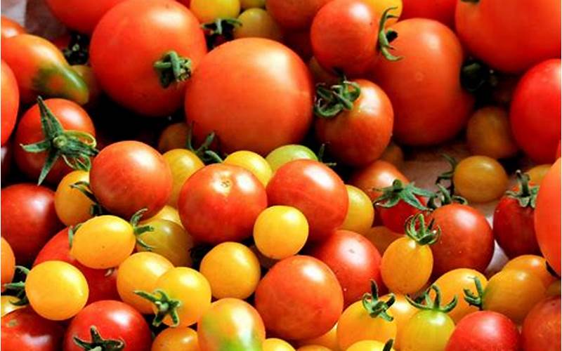 Tomato Varieties In Texas