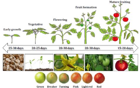 Tomato Plant Growth Chart
