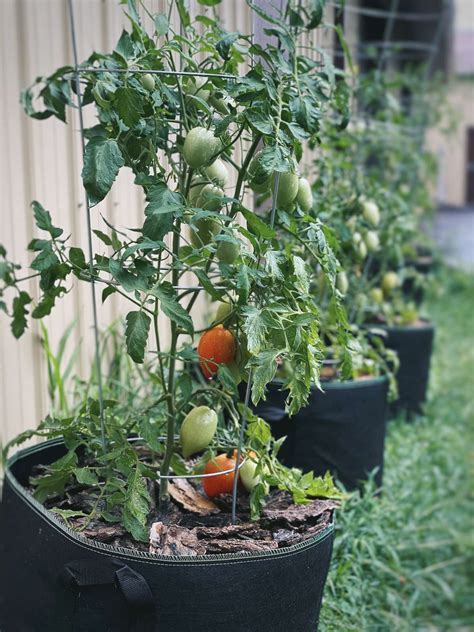 Why Are My Tomato Plants Staying Small?