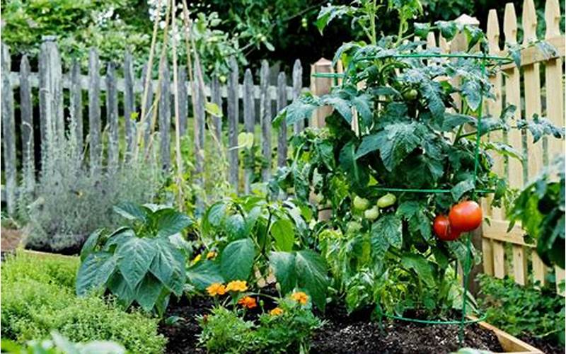 Tomatoes Companion Planting With Asparagus
