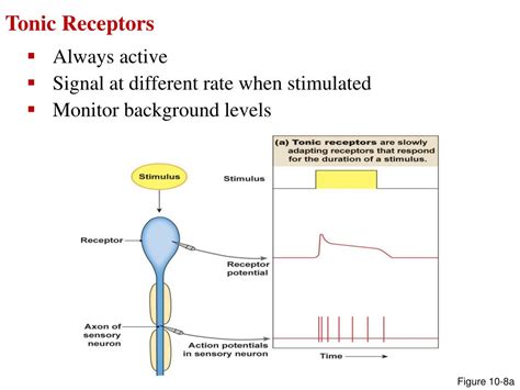 Tonic Stimulus Response