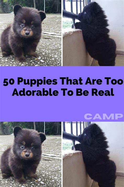 Too Adorable Images