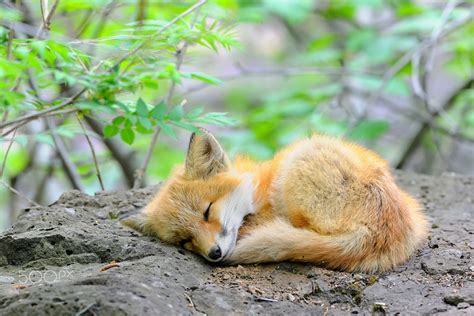 Too Cute Baby Animals Fox