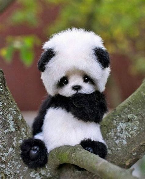 Too Cute Baby Animals Pictures