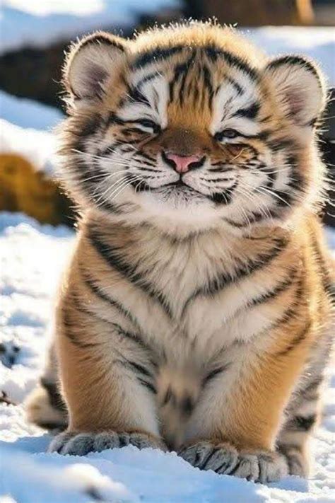 Too Cute Baby Wild Animals