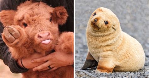 Too Cute Real Baby Animals