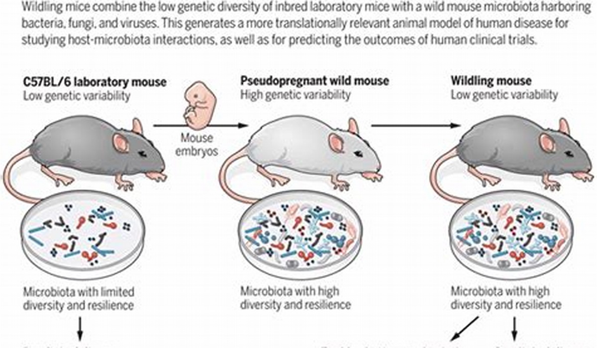 Tools and Techniques for Studying Heredity in Mice