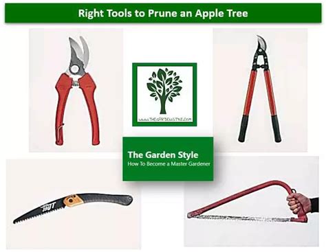 Tools needed to prune an apple tree