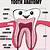 Tooth Anatomy For Kids