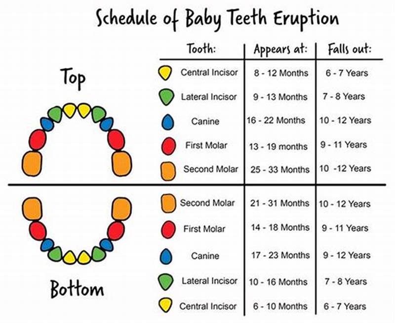 Tooth Eruption Pattern