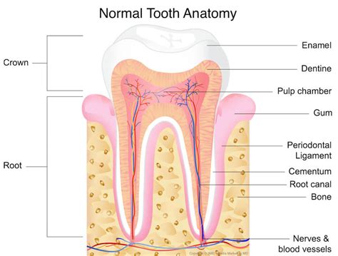 Tooth Nerve Death Time