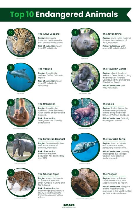 Top 10 Endangered Animals List