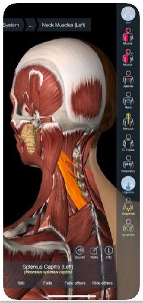 Top 15 Best Anatomy Apps for Android and iOS