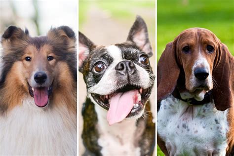 Top 50 Types Of Dogs
