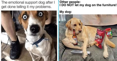 Top Dog Meme