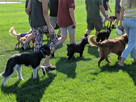 Top Longmont Dog Training Programs and Classes