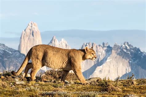 Top Puma Tracking Tours
