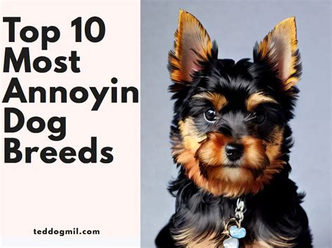 Top Ten Most Annoying Dog Breeds