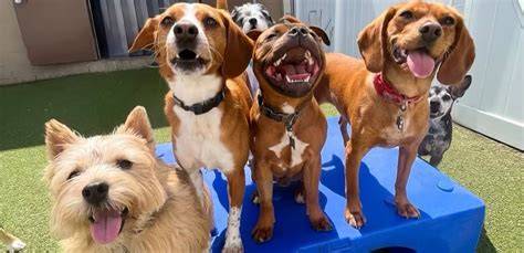 Top-Tier Dog Daycare Programs