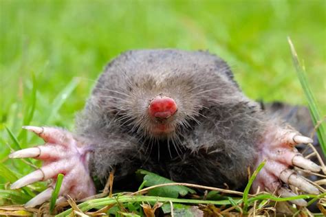 Discover the Fascinating World of Animal Topos: A Guide to Topographic Animals in English