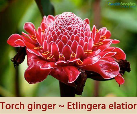 Torch Ginger: Health Perks & Selection Tips
