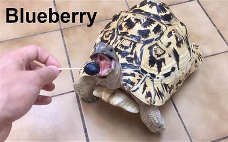 Can Tortoises Eat Blueberries?