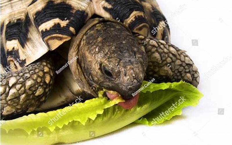 Can Tortoises Eat Cabbage: Everything You Need to Know