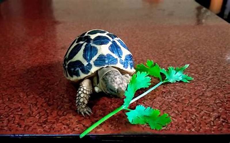 Can Tortoises Eat Cilantro?