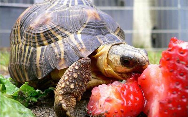 Tortoise Eating Strawberries With Leafy Greens