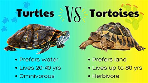 Tortoises and Turtles