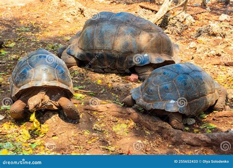 Tortoises of Prison Island