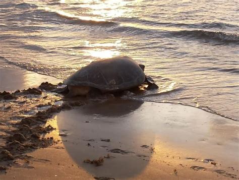 Tortuguero Turtle Nesting Tour: A Detailed Review