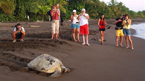 Tortuguero Turtle Watching